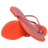 Rosa Peach