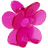 Rosa Gum